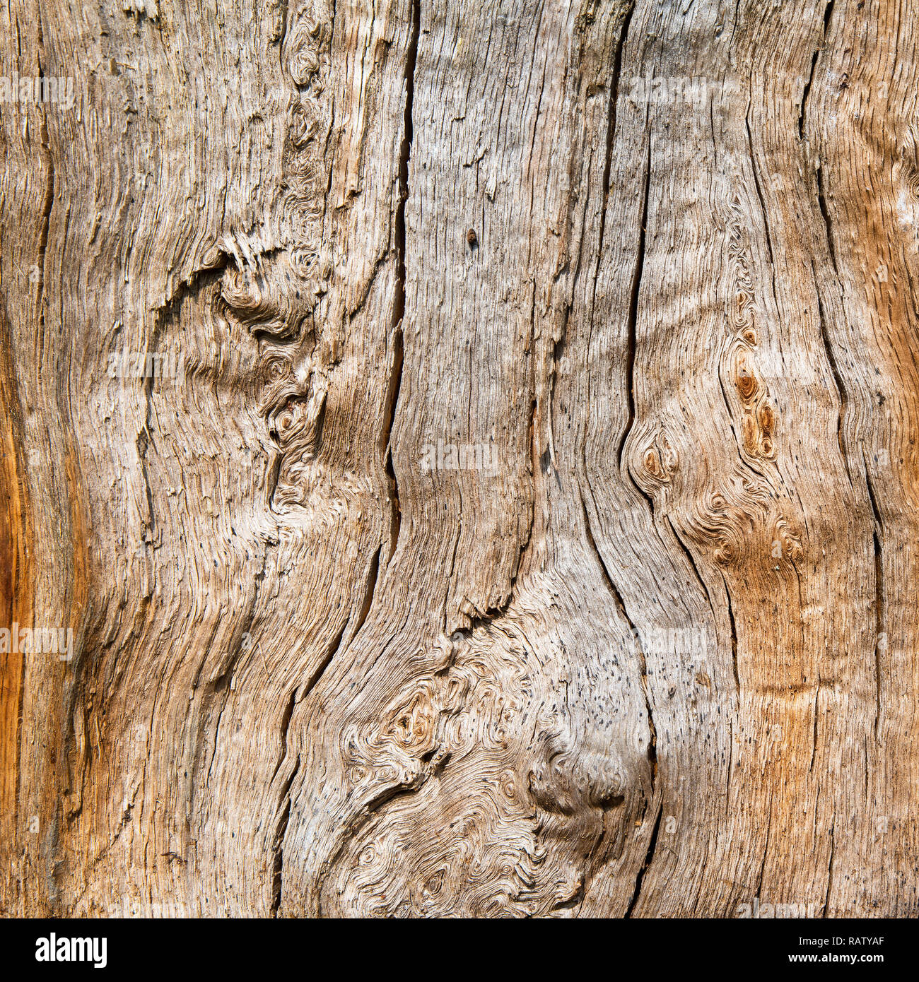 Legno di quercia in sezione longitudinale, bella texture riempito di crepe  e nodi, sfondo, close up Foto stock - Alamy