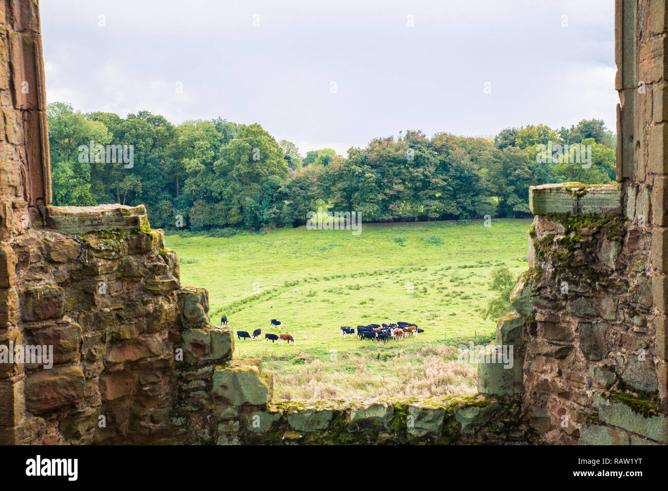 Le mucche pascolano in campagna visto attraverso le antiche mura medievali struttura Foto Stock