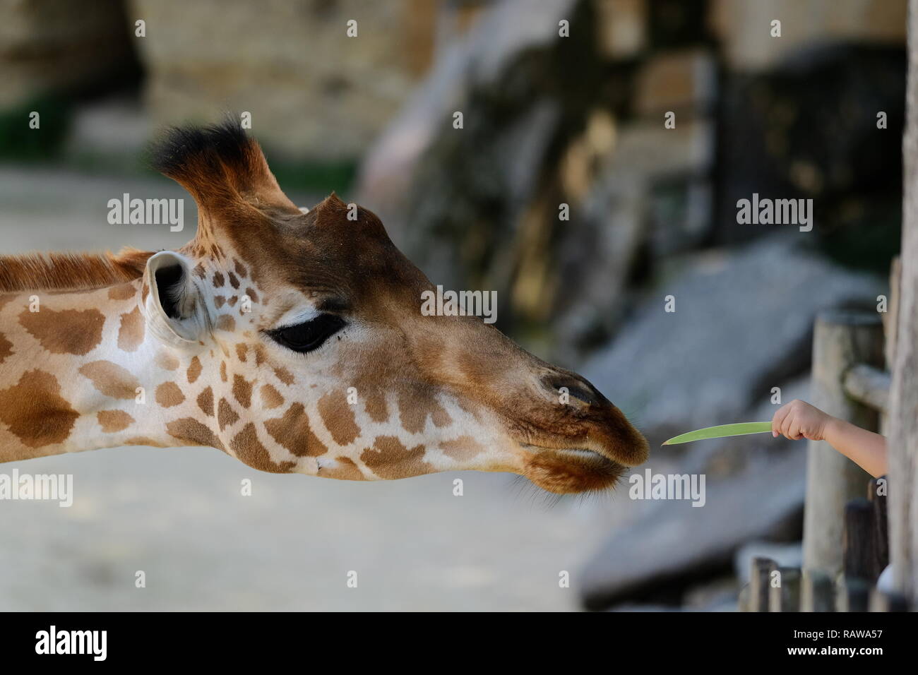 Primo piano giraffe Foto Stock