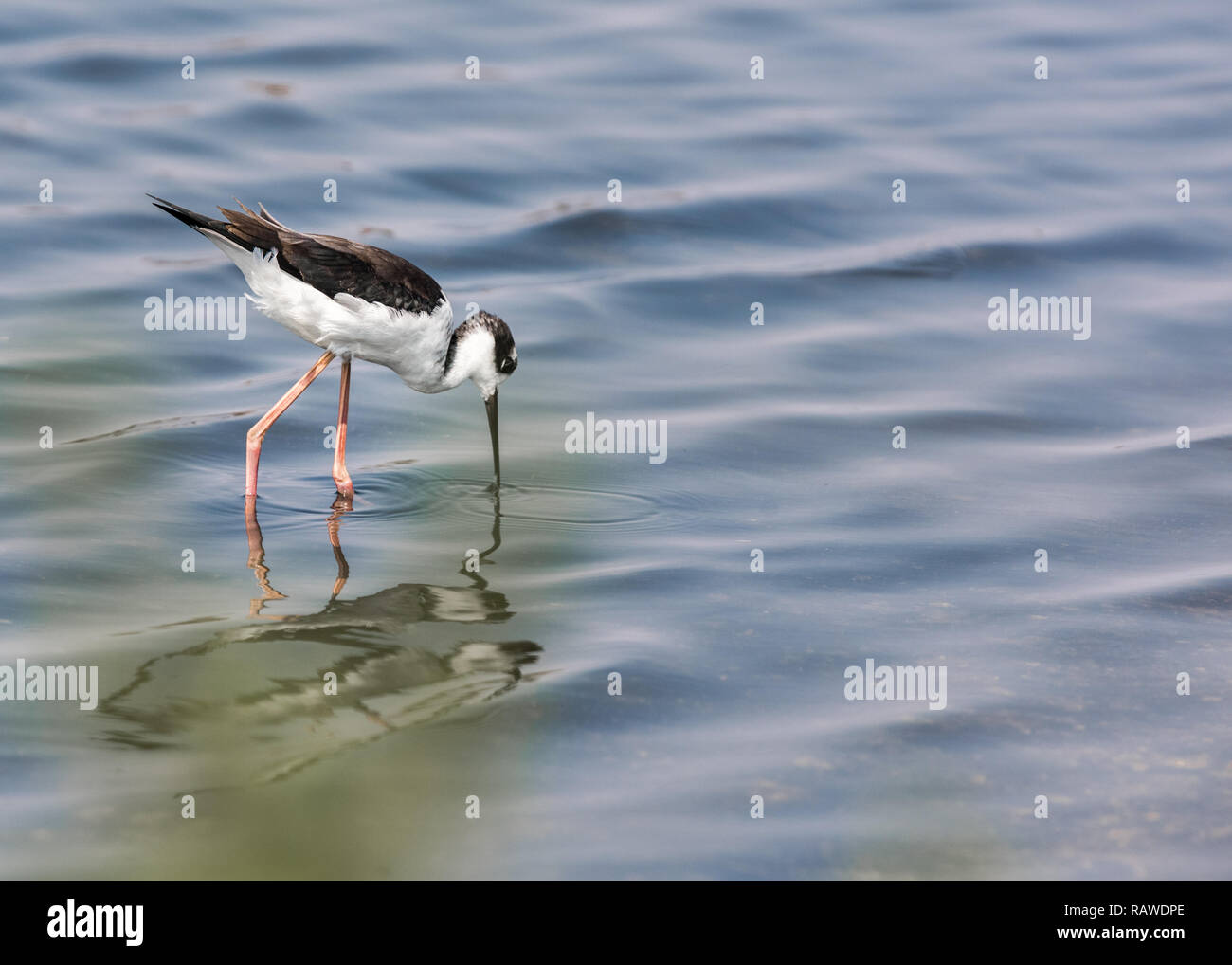 Collo Nero Stilt Bird Wading in acqua Foto Stock