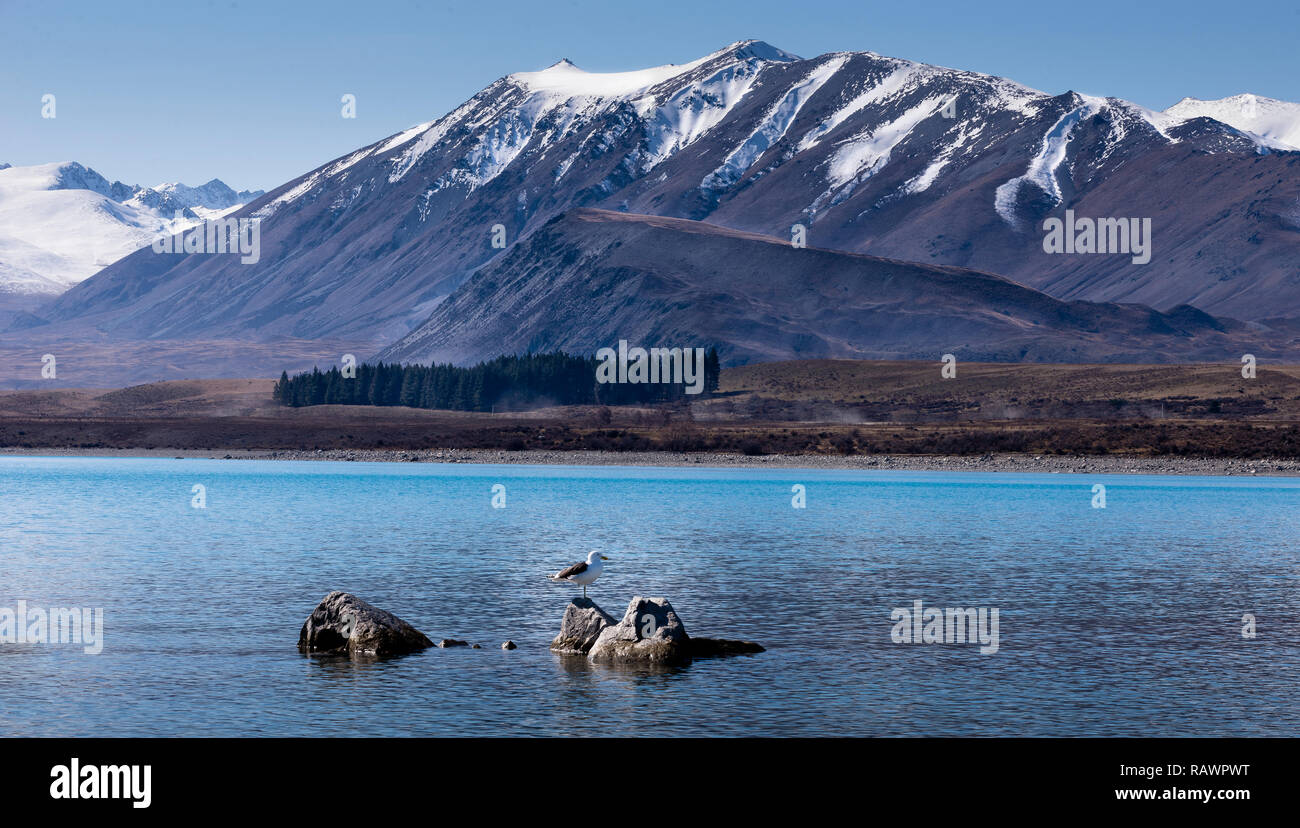 Un Gabbiano Tekapo e il lago in Nuova Zelanda Foto Stock