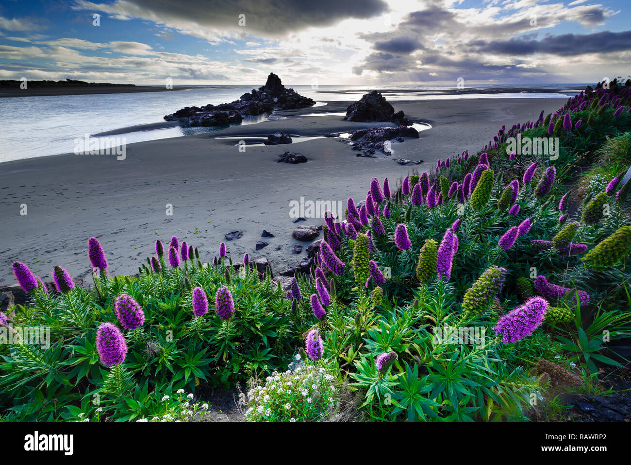 Una vista di sunrise di Lupin e Shag Rock beach in Christchurch in Nuova Zelanda Foto Stock