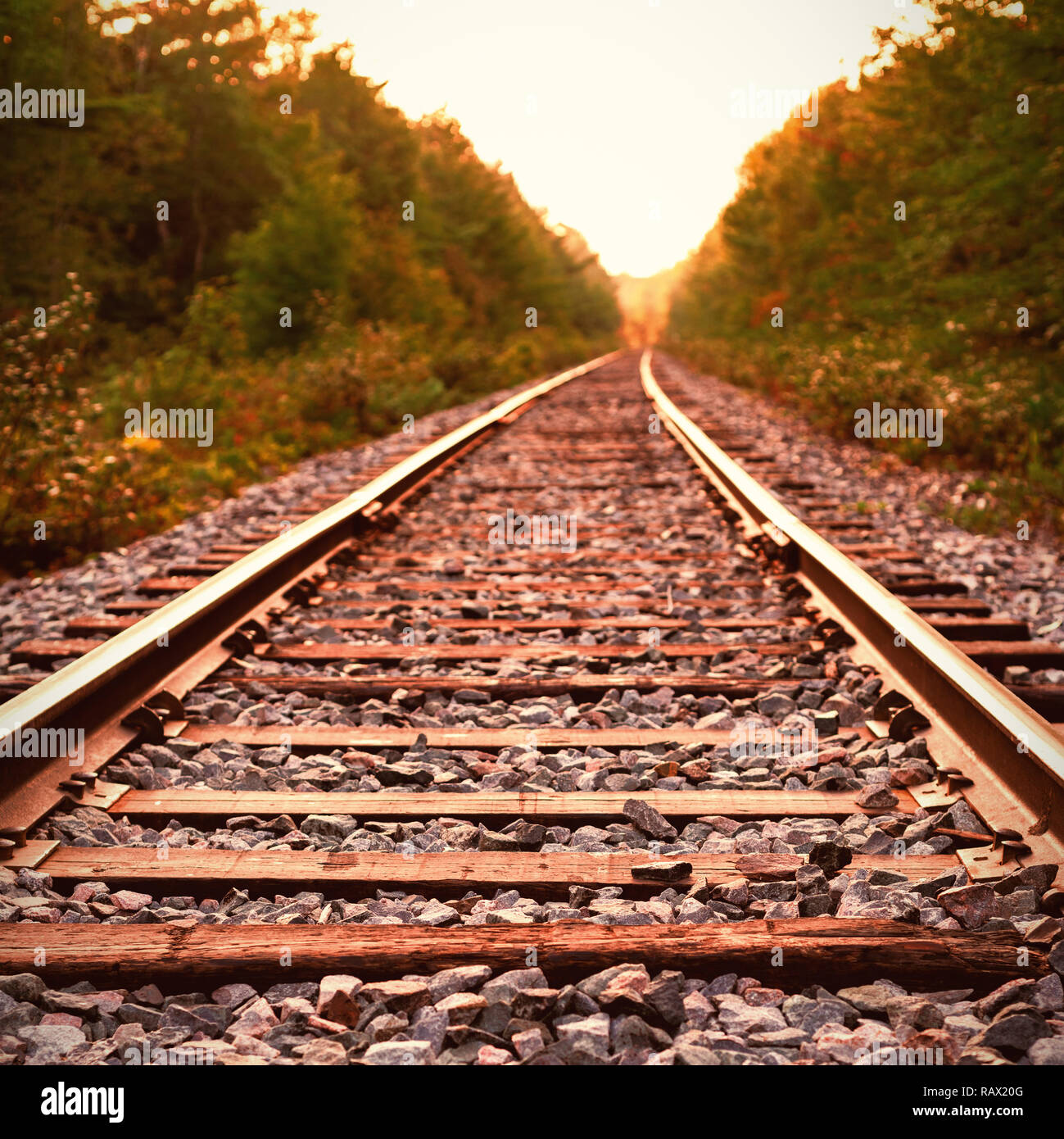 Binario ferroviario nella foresta Foto Stock