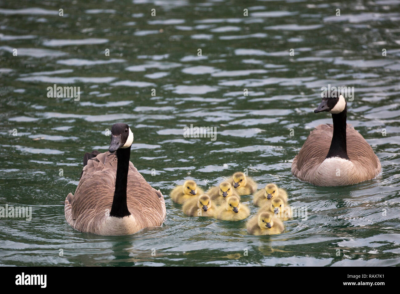 Genitori di oche canadesi con un gruppo di giovani cetacei che nuotano in uno stagno in un santuario della fauna selvatica (Branta canadensis) Foto Stock