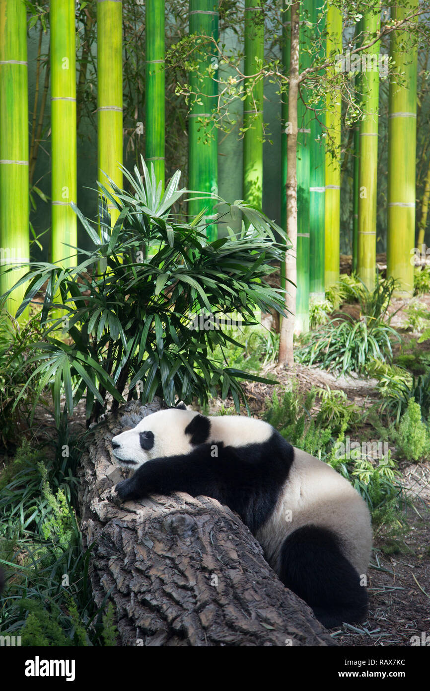 Panda gigante che dorme su un tronco d'albero (Ailuropoda melanoleuca) in una zona di luce solare Foto Stock