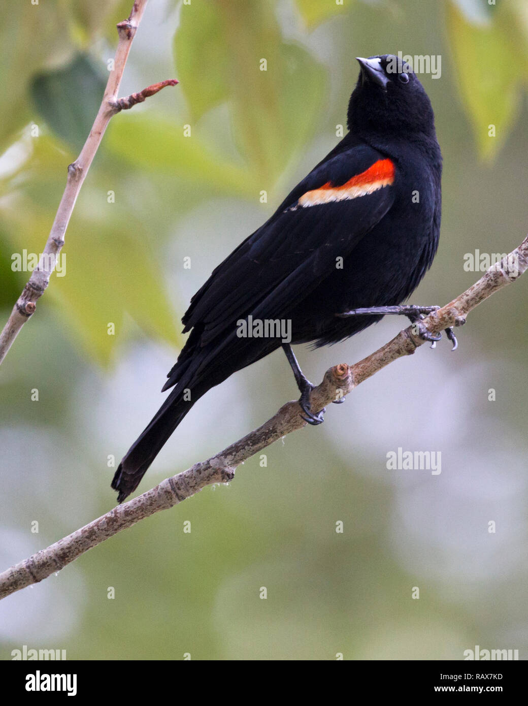 Uccello nero alare-rosso arroccato su ramo di albero. Agelaius phoeniceus Foto Stock