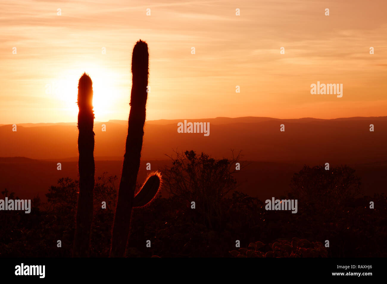 Cactus silhouette di alberi e cespugli durante il bellissimo tramonto rossastro con montagne in lontananza sembrano all'orizzonte. Dark il tramonto o l'alba sullo sfondo. Foto Stock