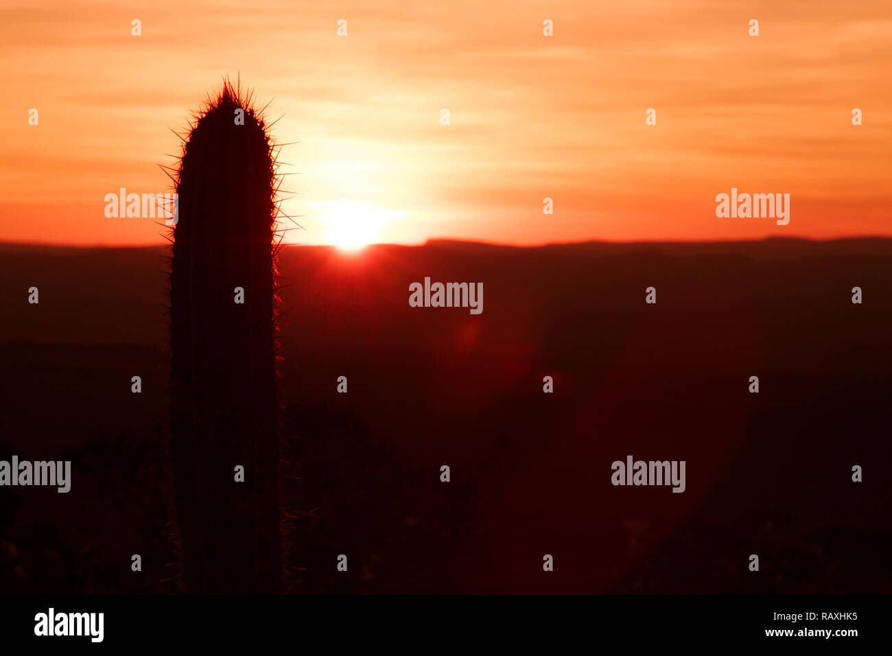 Unico dettaglio di cactus tree silhouette e lens flare durante il bellissimo tramonto rossastro con montagne in lontananza si vede all'orizzonte. Semplice tramonto scuro Foto Stock