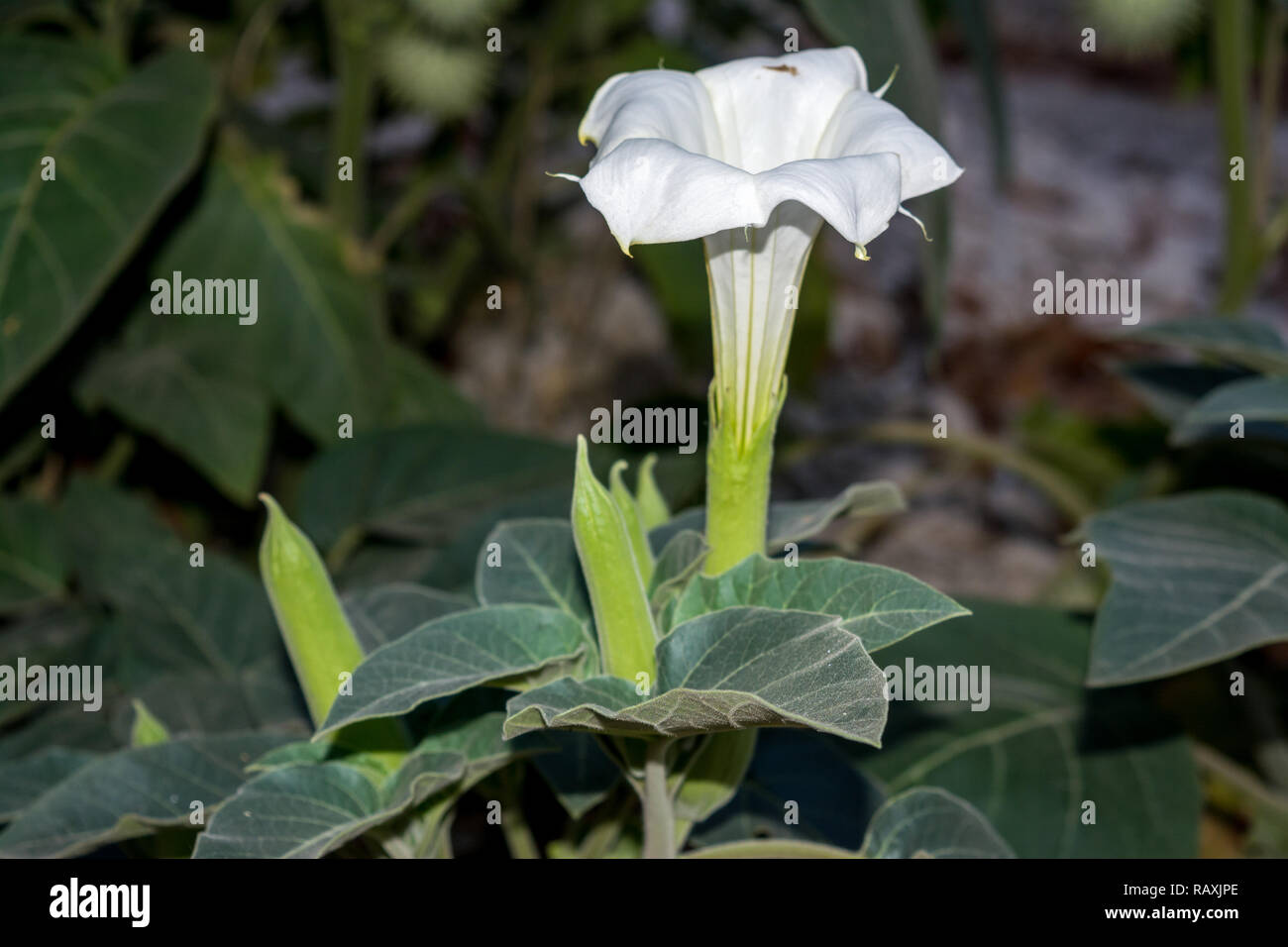 Datura stramonium, devil's rullante, devil's tromba, devil's erbaccia, nel cortile, Namibia Foto Stock