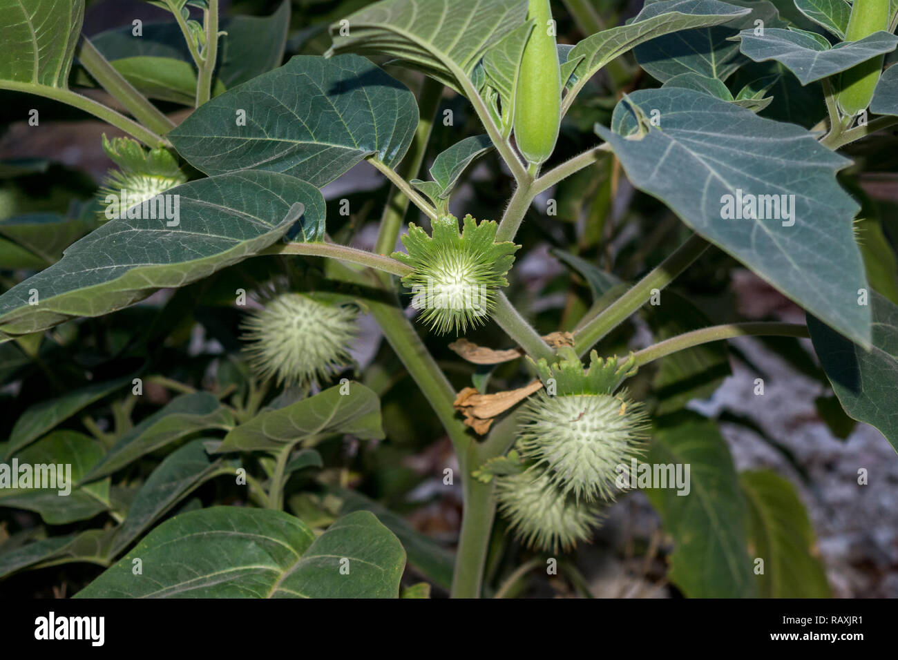 Datura stramonium, devil's rullante, devil's tromba, devil's erbaccia, nel cortile, Namibia Foto Stock