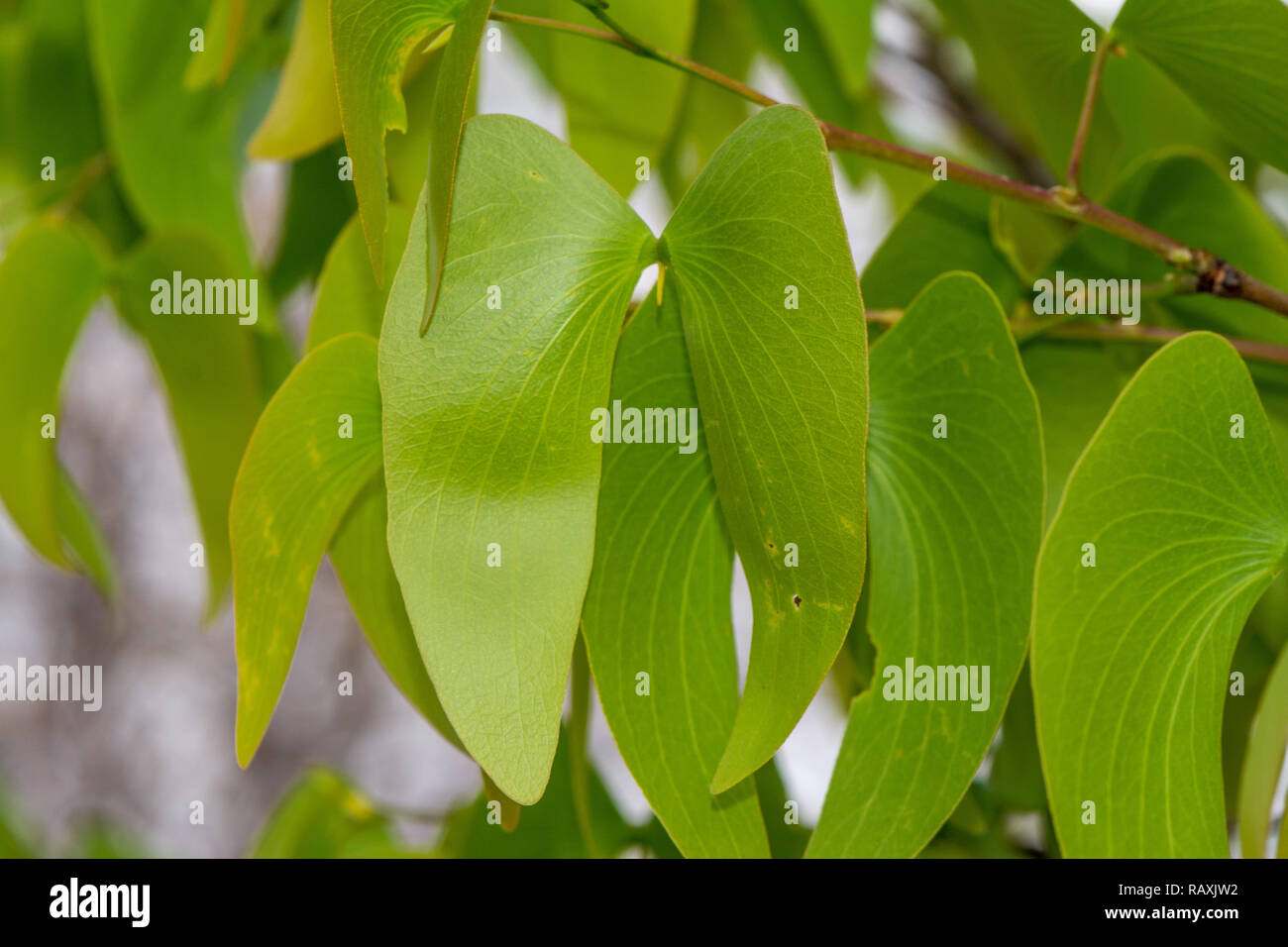 Vista ravvicinata, foglie di mopane, butterfly tree, Colophospermum mopane, Namibia Foto Stock