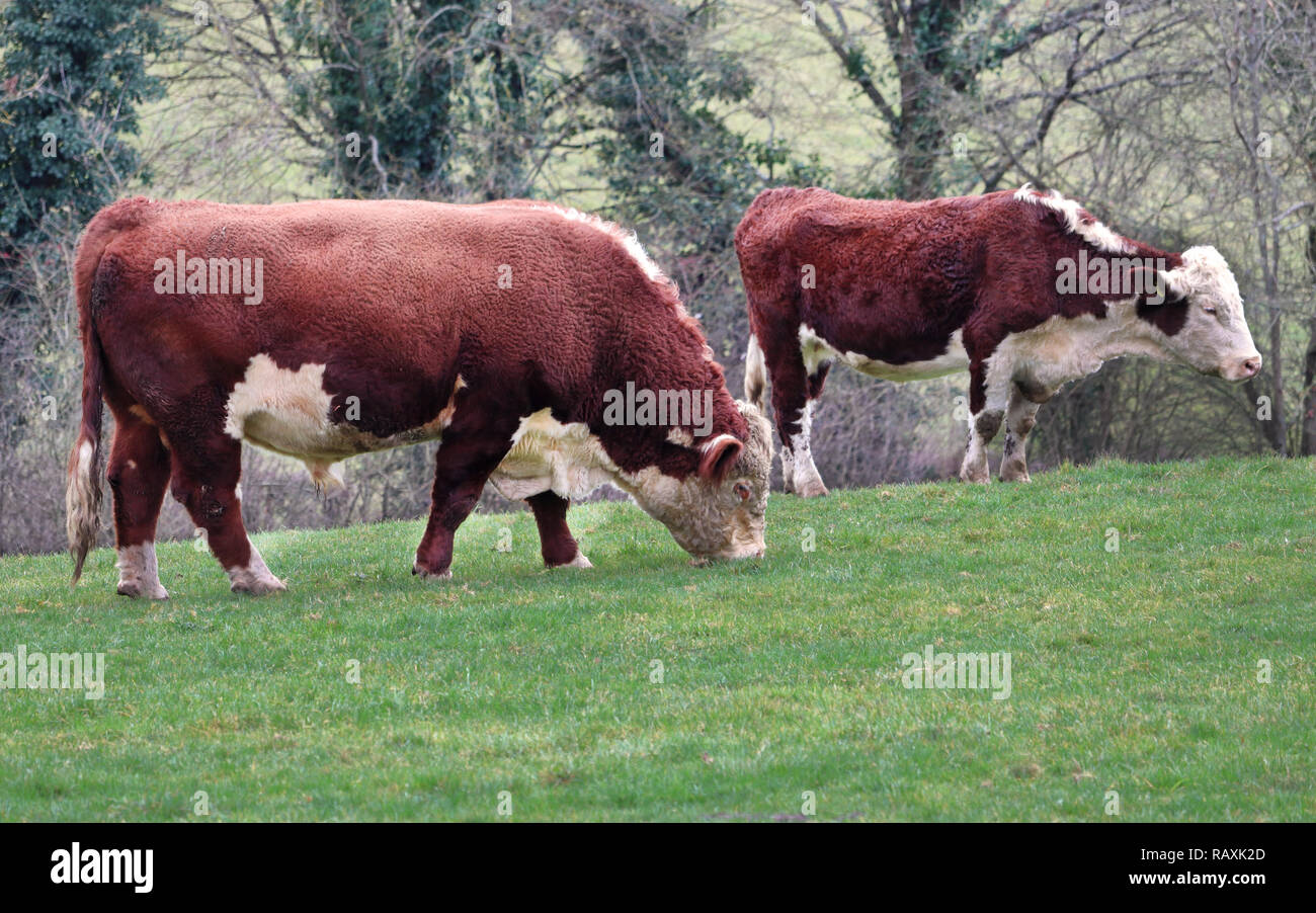 Herefordshire toro di razza e delle mucche al pascolo in un prato Foto Stock
