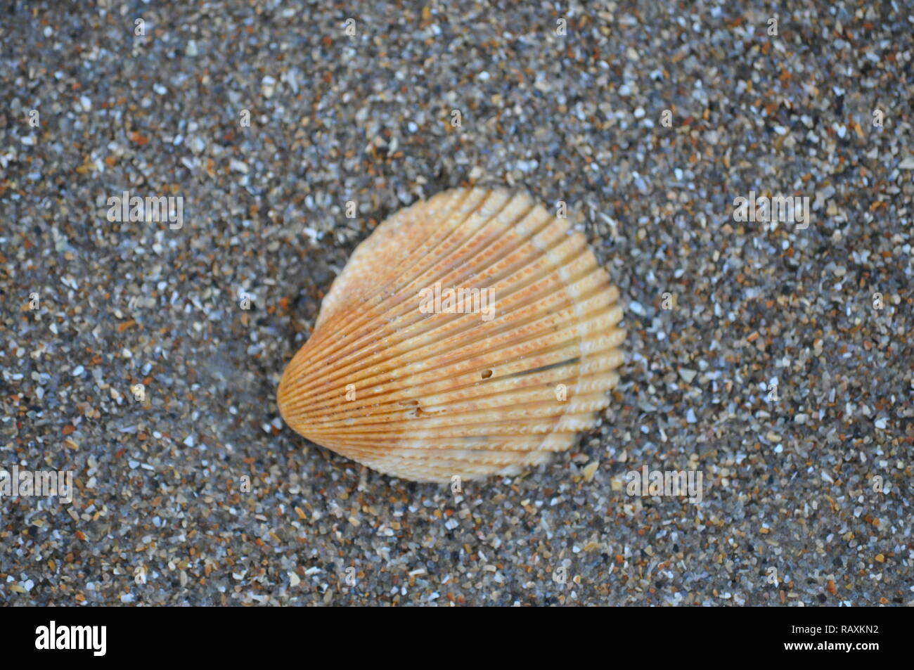 Guscio solitario Foto Stock