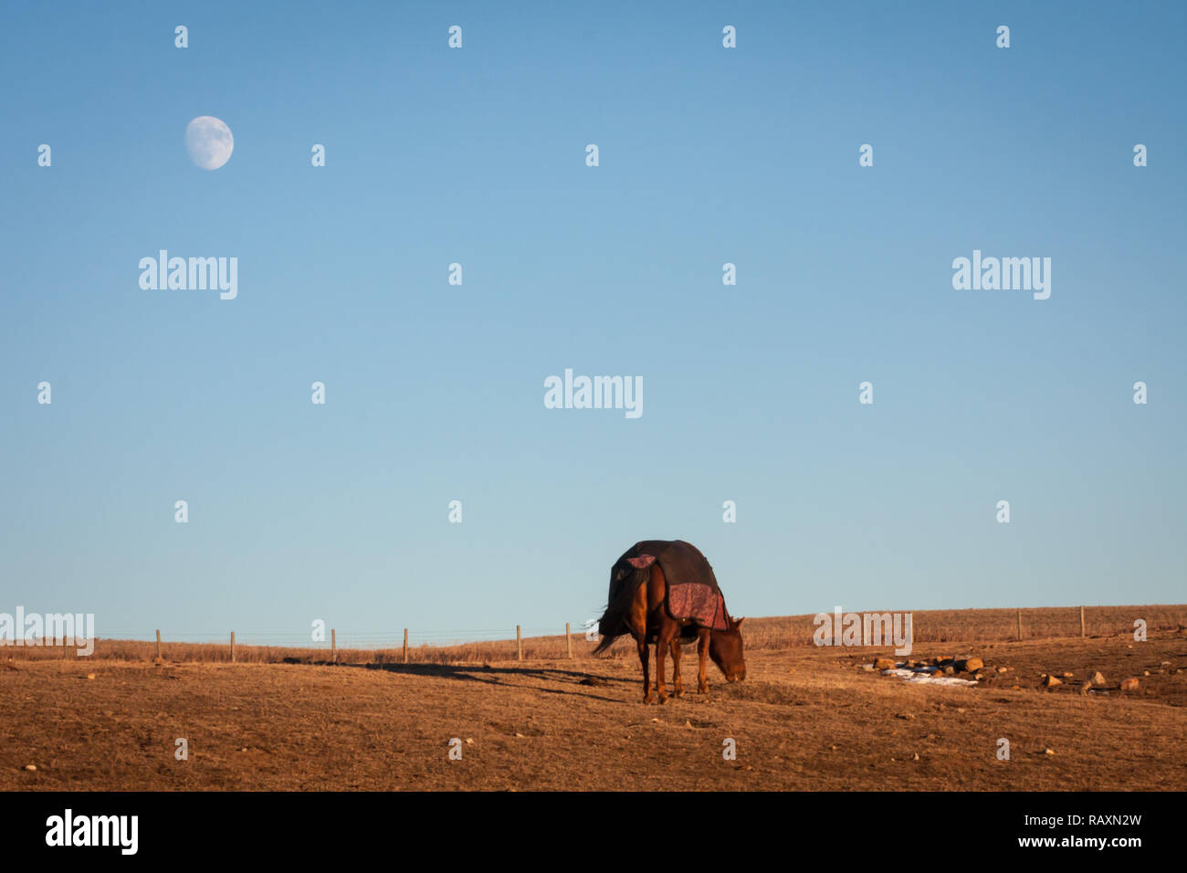 Un cavallo che indossa un mantello sfiora in un Alberta (Canada) pascolo nel tardo pomeriggio con la luna overhead, su di una giornata invernale con poca neve sulla terra. Foto Stock