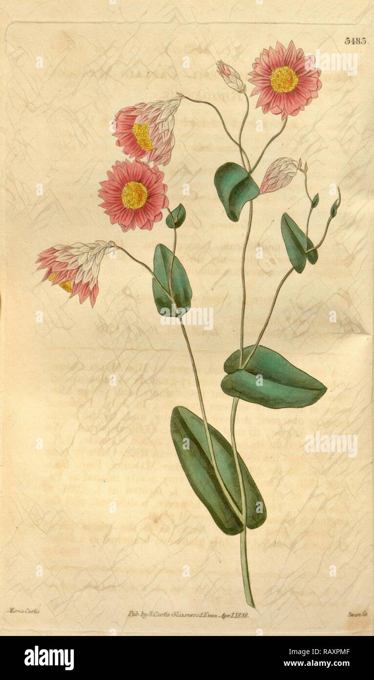 Stampa botanica da Maria Curtis, xix secolo artista. Da Liszt capolavori di  illustrazione botanica reinventato Foto stock - Alamy