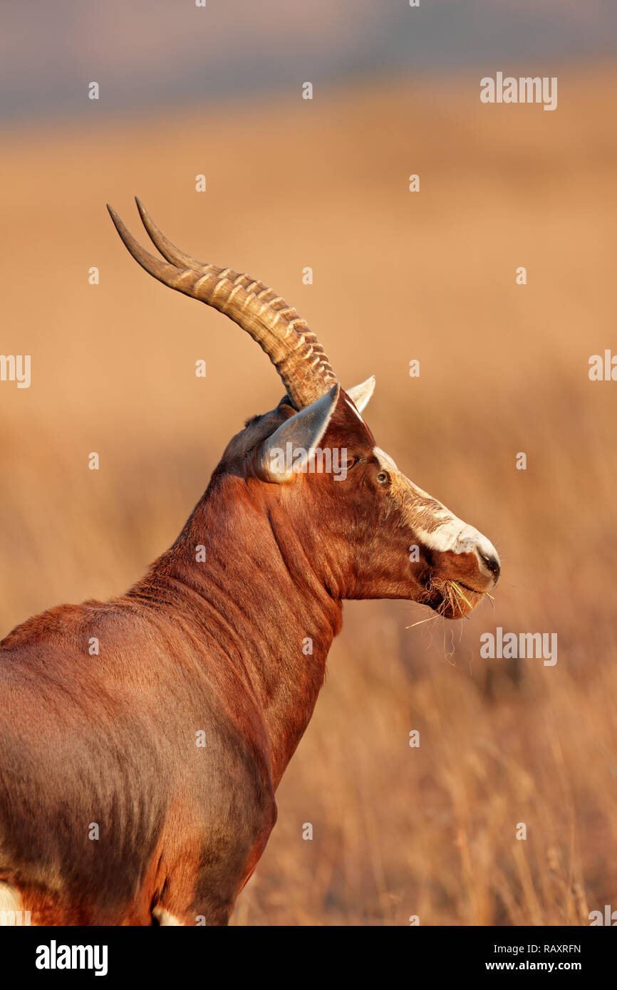 Ritratto di un blesbok antilope (Damaliscus pygargus), Sud Africa Foto Stock