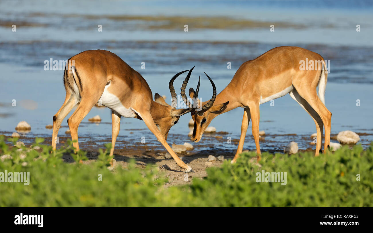 Due maschio impala antilopi (Aepyceros melampus) combattimenti, il Parco Nazionale di Etosha, Namibia Foto Stock