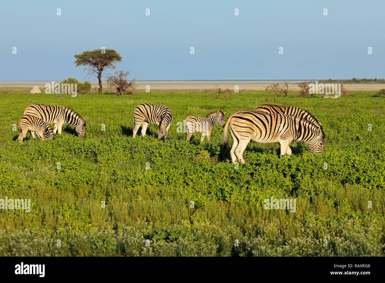 Le pianure zebre (Equus burchelli) alimentazione sulle pianure del Parco Nazionale di Etosha, Namibia Foto Stock