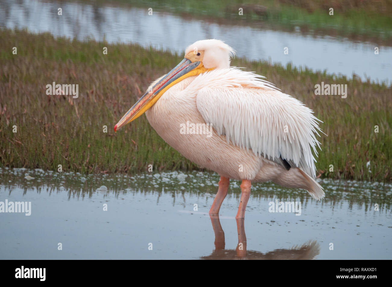 Great White pelican, Pelecanus onocrotalus, Walvis Bay, Namibia Foto Stock