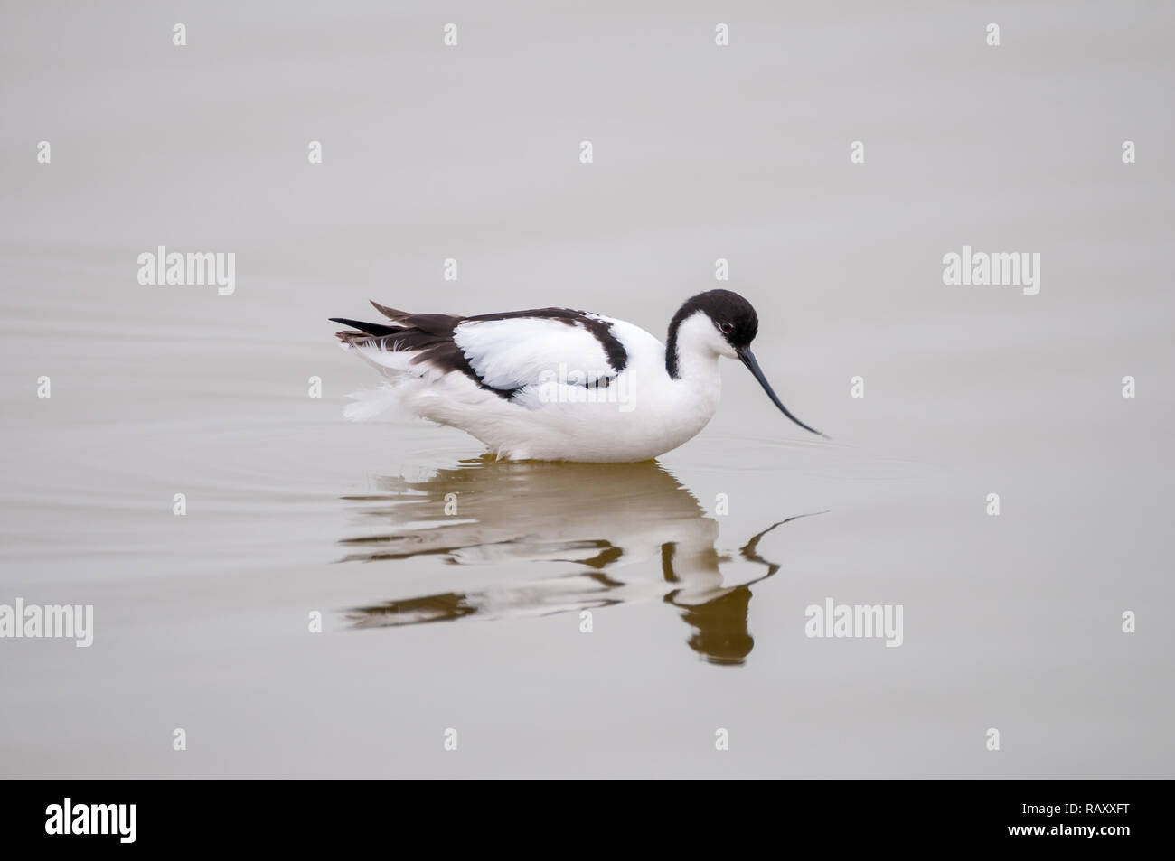 Pied avocet, Recurvirostra avosetta, sulla pesca watr, Namibia Foto Stock