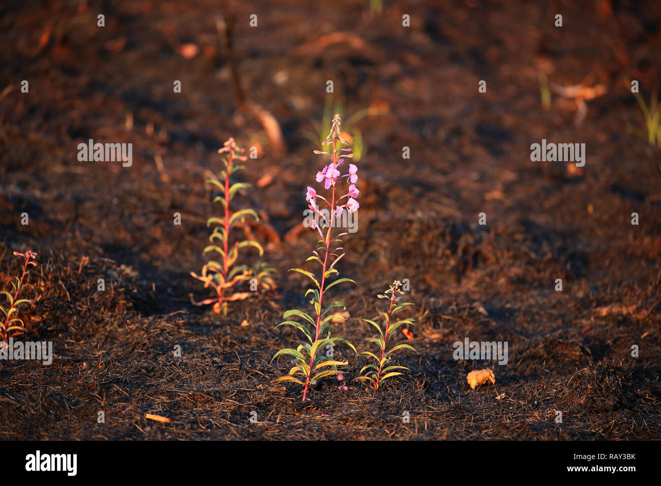 Rosebay willowherb (Chamerion angustifolium) blooming non molto tempo dopo un wildfire cancellato l area di vegetazione. Foto Stock