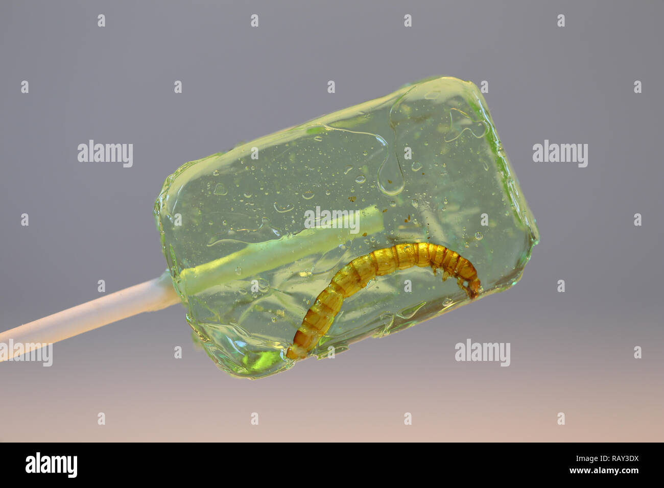 Lecca-lecca con gli insetti; Mealworm (Tenebrio molitor) Foto Stock