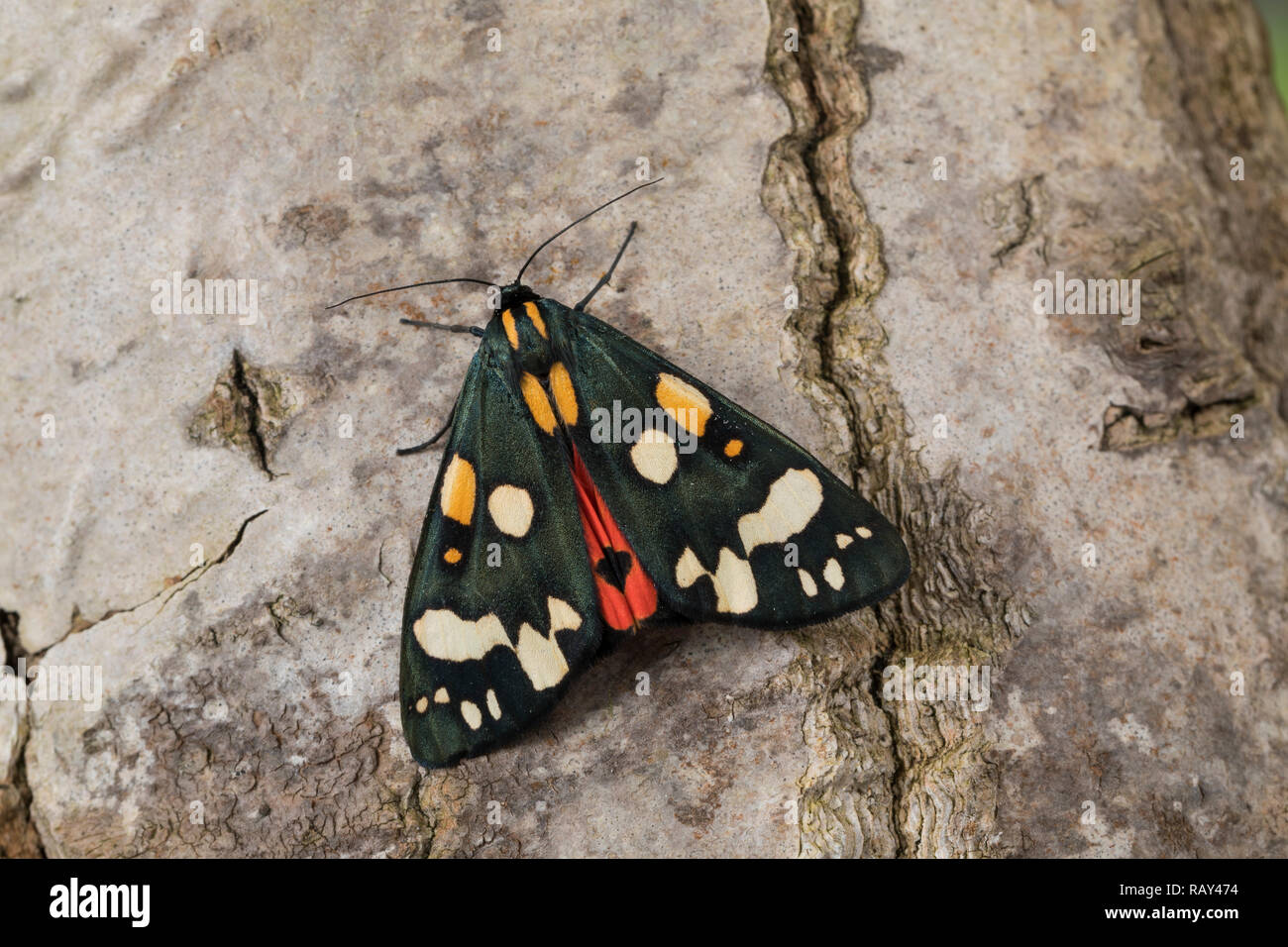 Schönbär, Callimorpha dominula, dominula Panaxia, scarlet tiger moth, L'écaille marbrée, écaille rouge, Bärenspinner,, Arctiidae Arctiinae, erebid mot Foto Stock