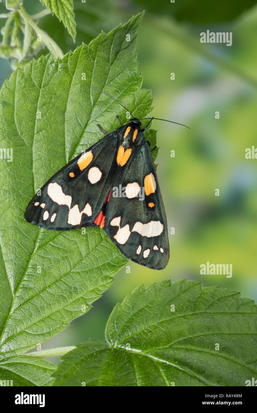 Schönbär, Callimorpha dominula, dominula Panaxia, scarlet tiger moth, L'écaille marbrée, écaille rouge, Bärenspinner,, Arctiidae Arctiinae, erebid mot Foto Stock