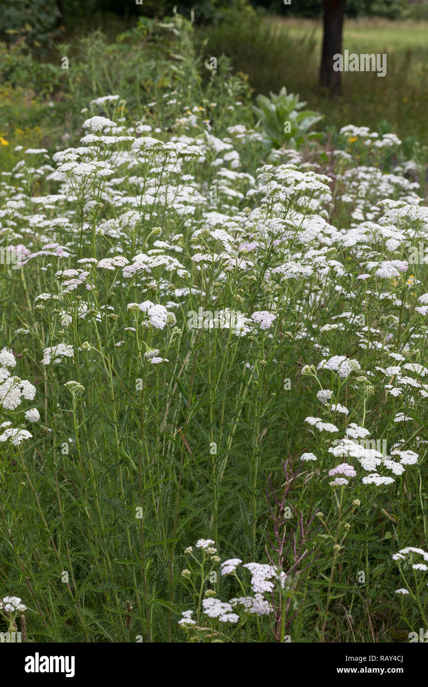 Schafgarbe, Gewöhnliche Schafgarbe, Wiesen-Schafgarbe, Schafgabe, Achillea millefolium, achillea, comune, achillea millefoglie Achillée, la millefoglie Foto Stock