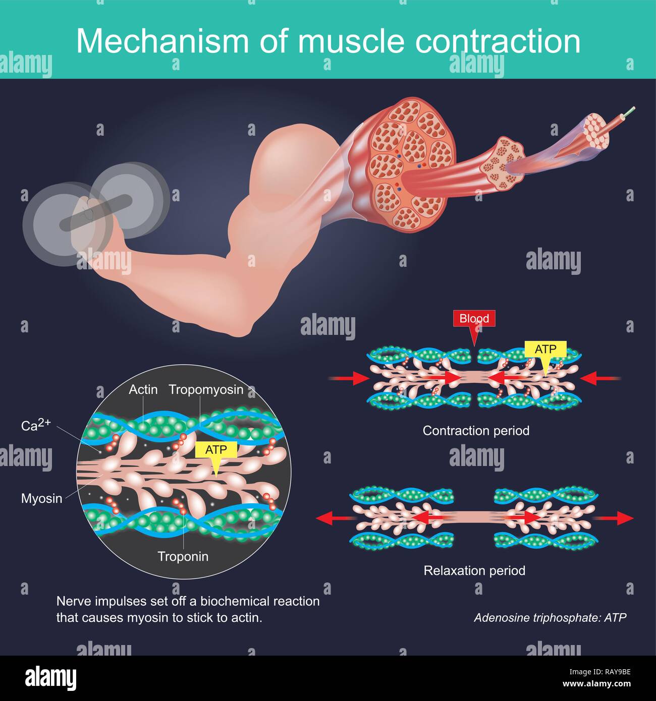 La contrazione muscolare come risultato di impulsi nervosi impostato su off una reazione biochimica che provoca nella miosina di stick di actina. Il corpo umano ed infografico. Illustrazione Vettoriale