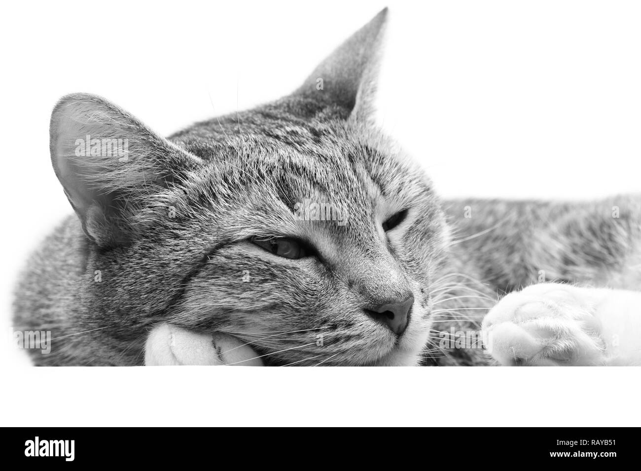 Closeup giovane capelli corti cat con la sua testa sulla sua zampe. Isolato su sfondo bianco. In bianco e nero. Foto Stock