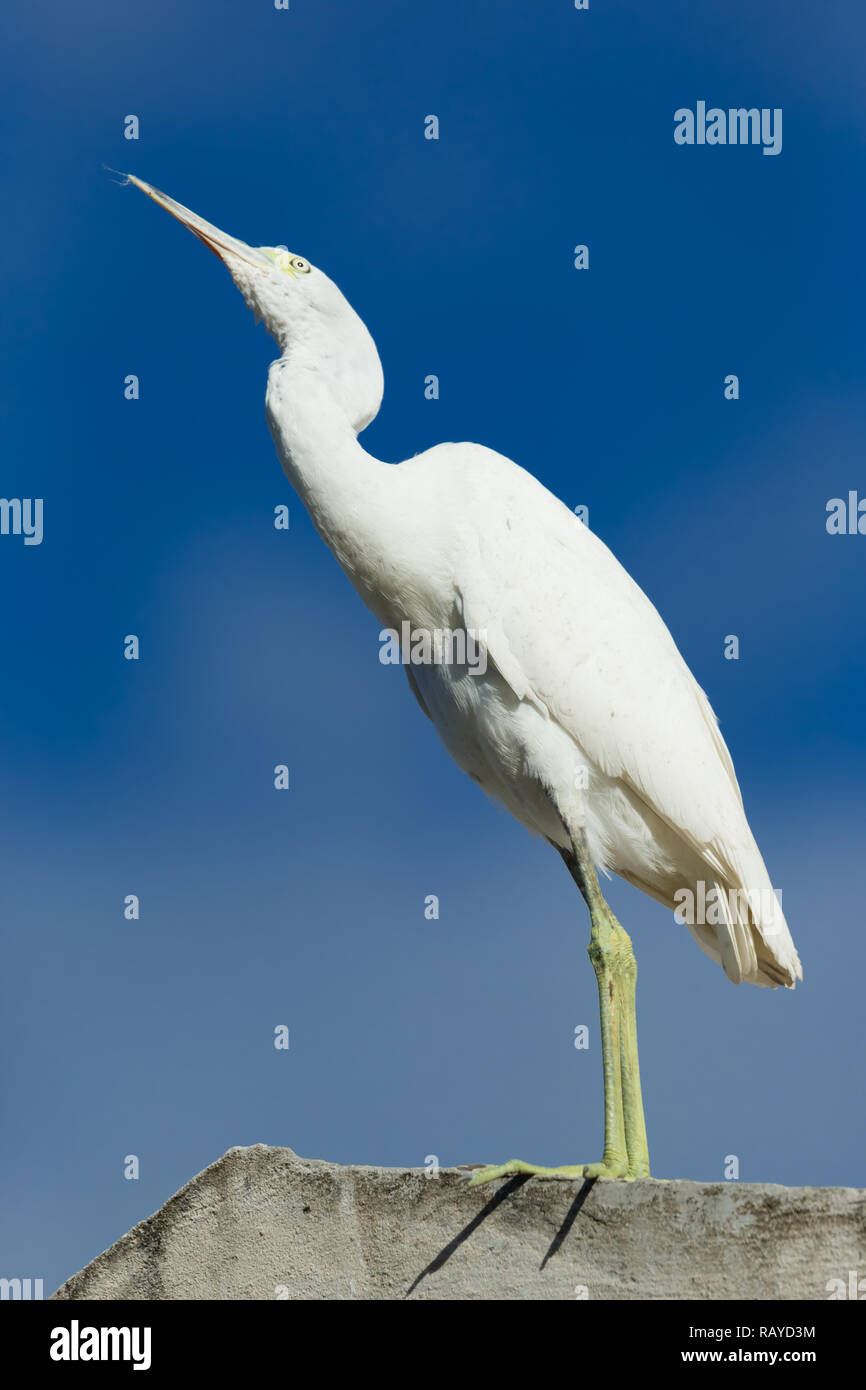 Bambino piccolo airone cenerino (Garzetta caerulea) ancora in piumaggio bianco sulla spiaggia di Castara, Tobago, Caraibi, West Indies. Ritratto, verticale Foto Stock