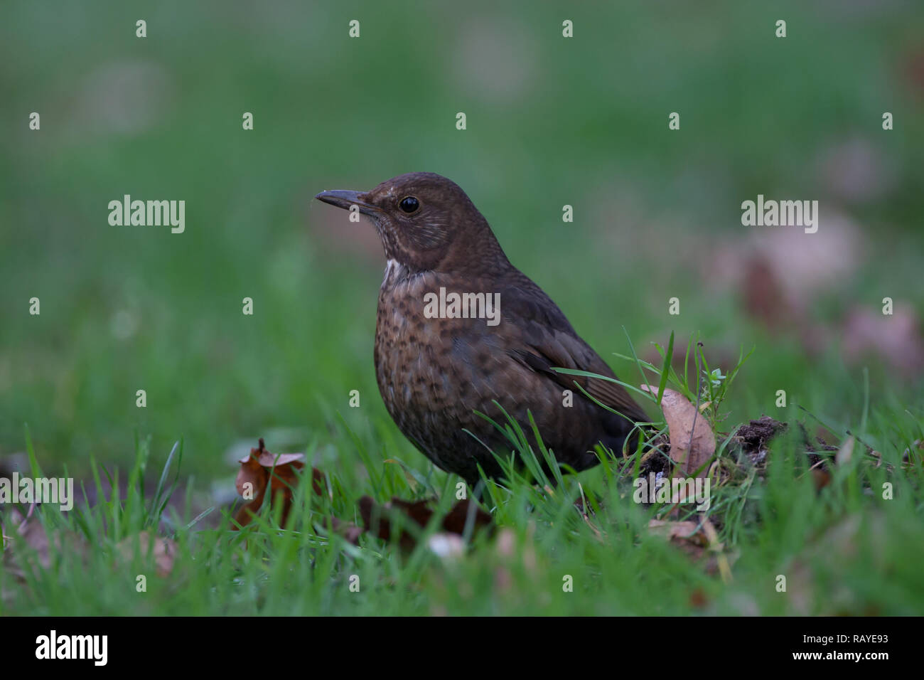 Merlo. Turdus merula. Unica femmina adulta sul prato. L'inverno. Staffordshire. Isole britanniche. Foto Stock