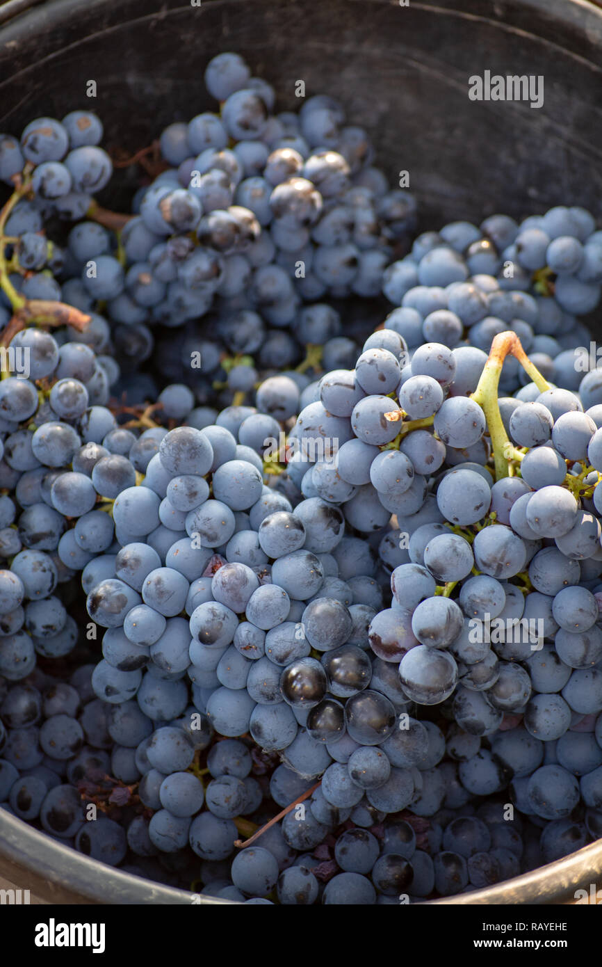 Primo nuovo raccolto di vino nero uva in Provenza, Francia, pronta per la prima pressatura, tradizionale festa in Francia close up Foto Stock