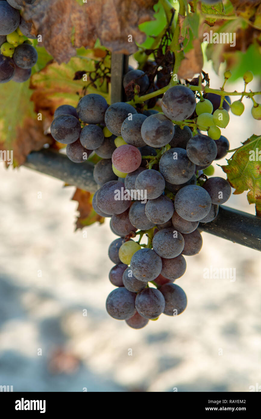 Rosso francese e vino rosato uve impianto, primo nuovo raccolto di uve da vino in Francia sul dominio o chateau vigna vicino fino in giornata soleggiata Foto Stock