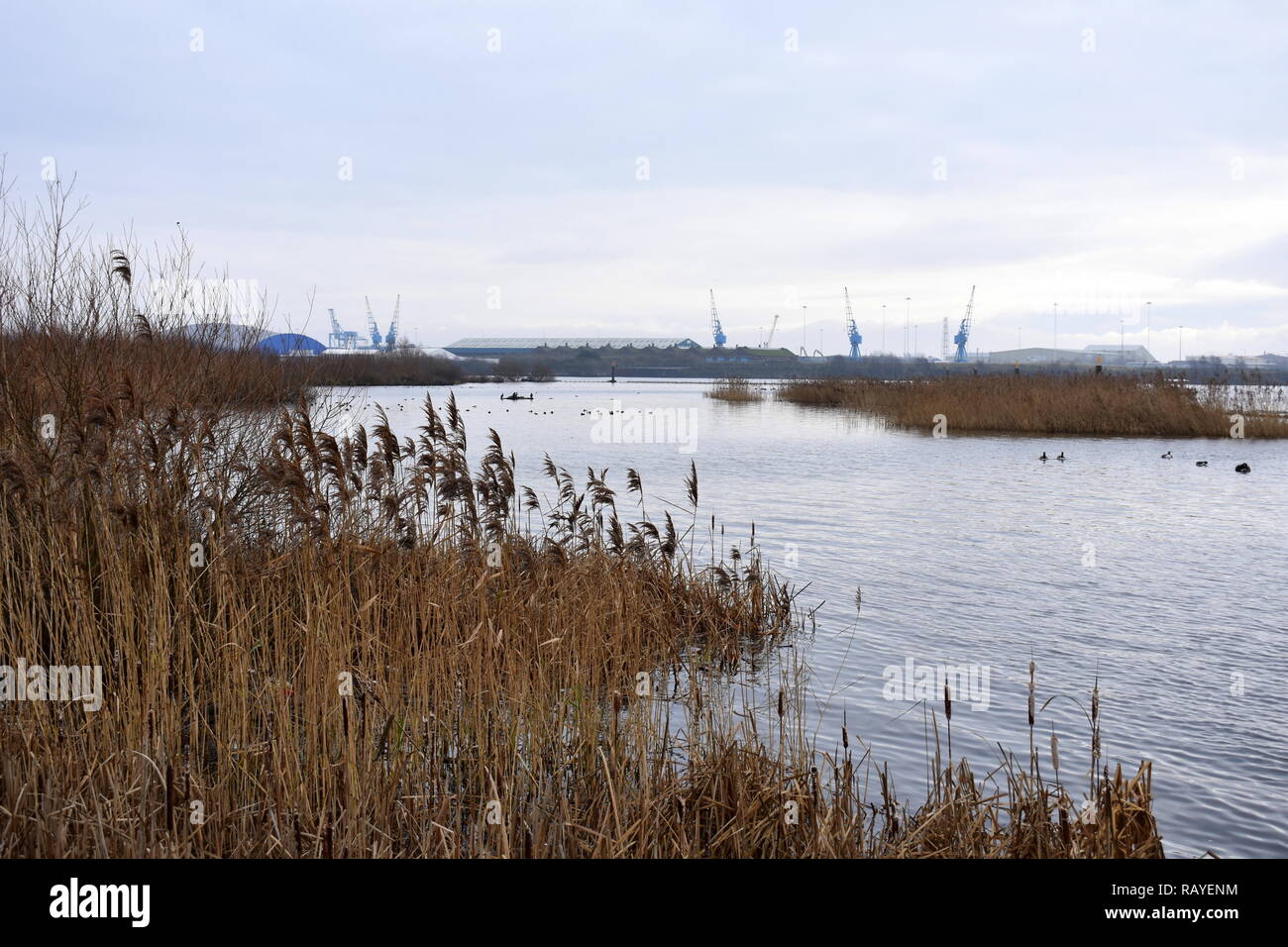 La Baia di Cardiff Zone Umide Riserva, la Baia di Cardiff, Cardiff, South GLAMORGAN, GALLES Foto Stock