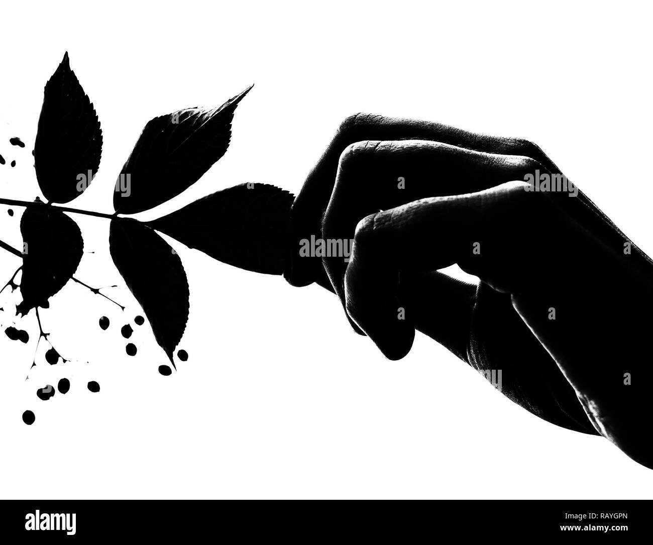 Una mano che regge una foglia di un albero, silhouette, in bianco e nero Foto Stock