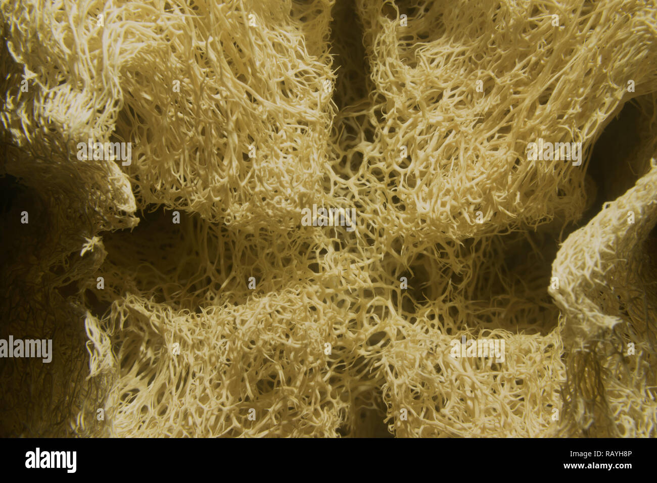 Doccia in fibra,fotografia di close-up,impianti a secco Foto Stock
