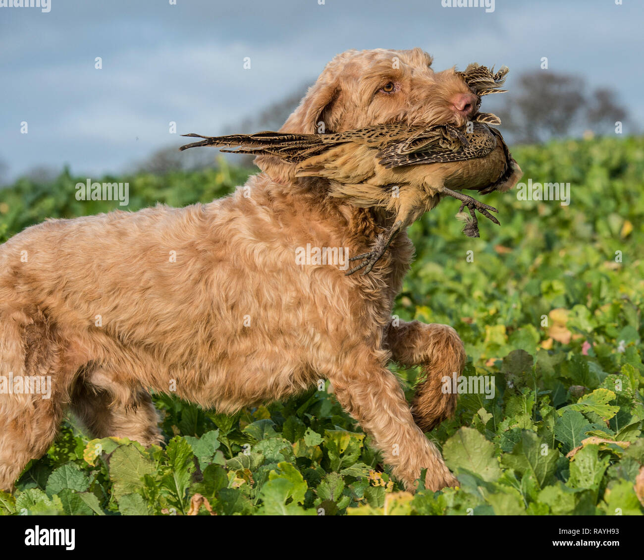 Ungherese vizsla wirehaired recupero fagiano morto Foto Stock