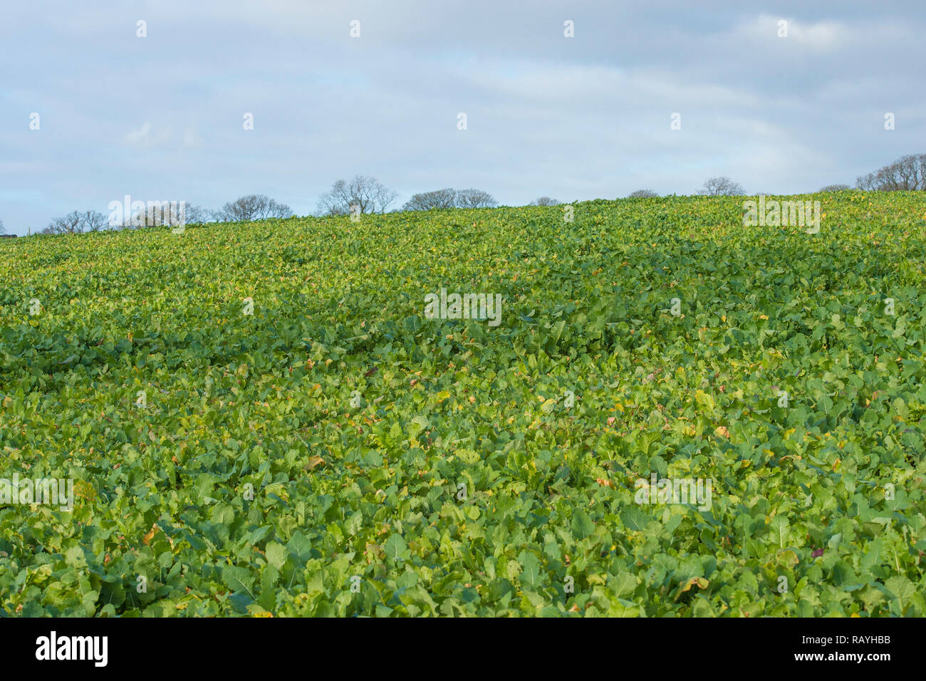 Campo di rape Foto Stock