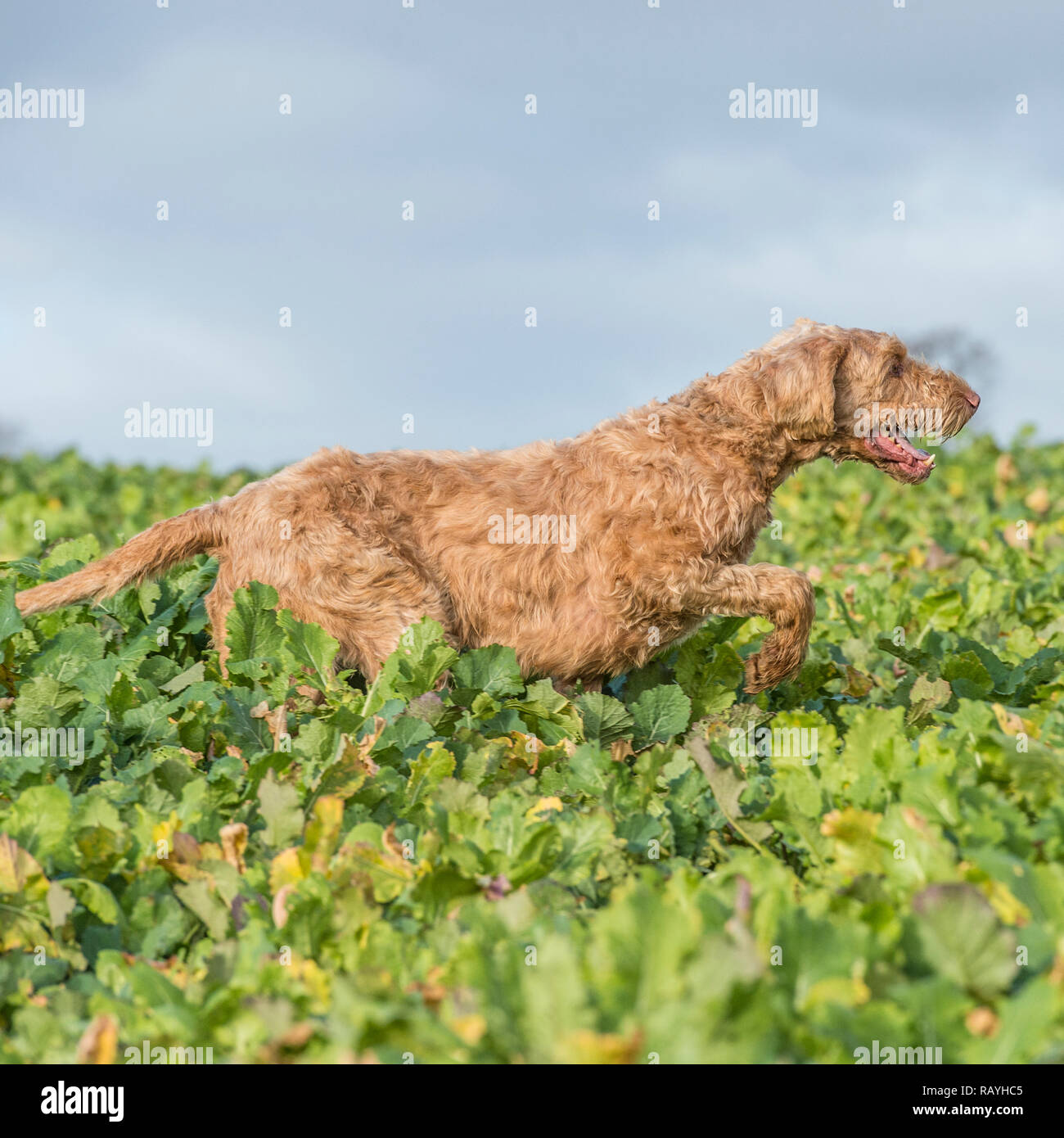 Wirehaired ungherese vizsla cane Foto Stock