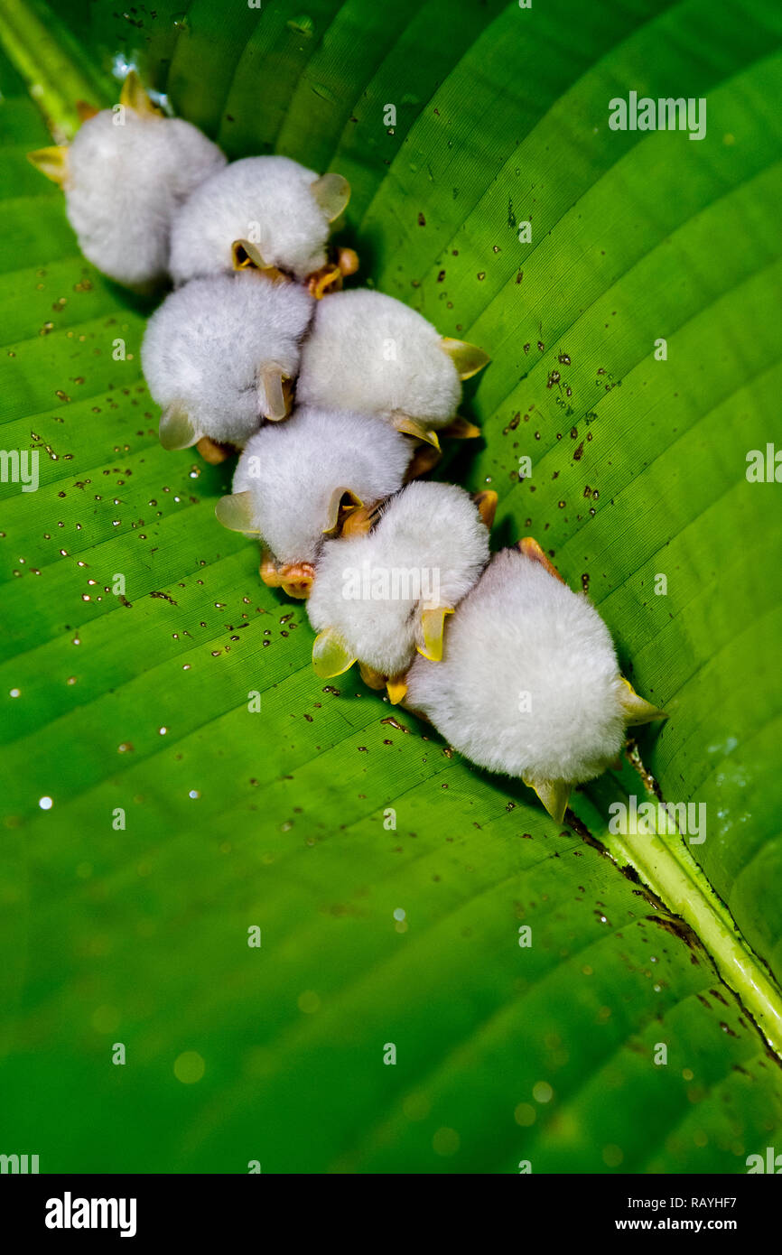 Bianco honduregno bat al di sotto di una foglia di banano nella foresta pluviale in Costa Rica Foto Stock