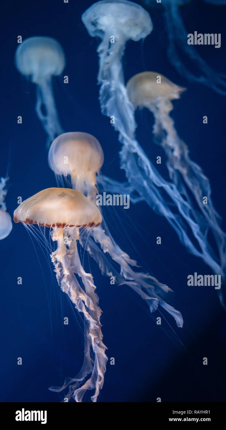 Mare malese ortica meduse in Acquario Marino, Singapore Foto Stock