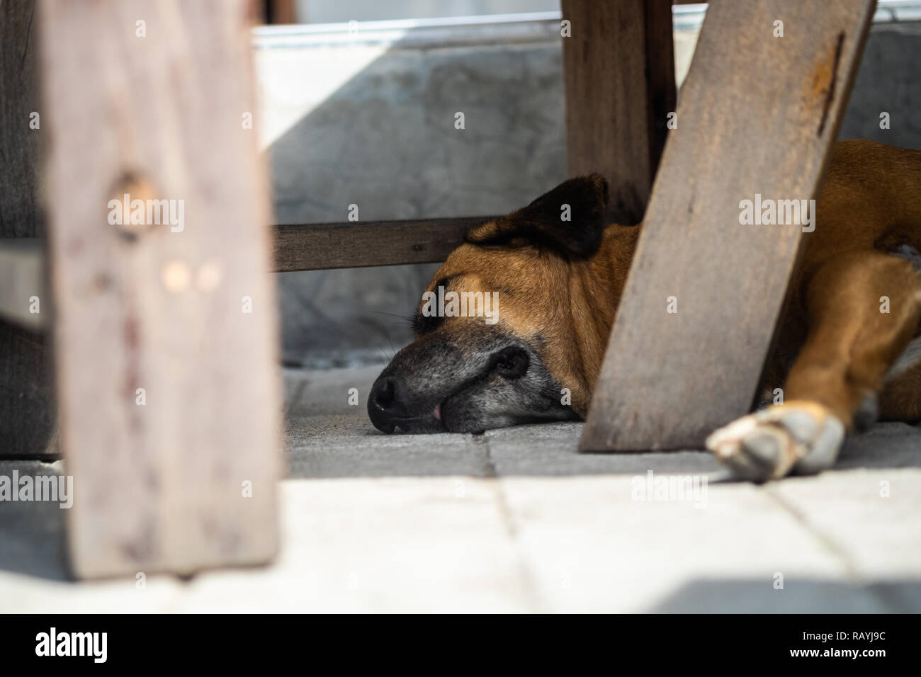 Mix marrone razza cane dorme comodamente sotto la tabella. Foto Stock