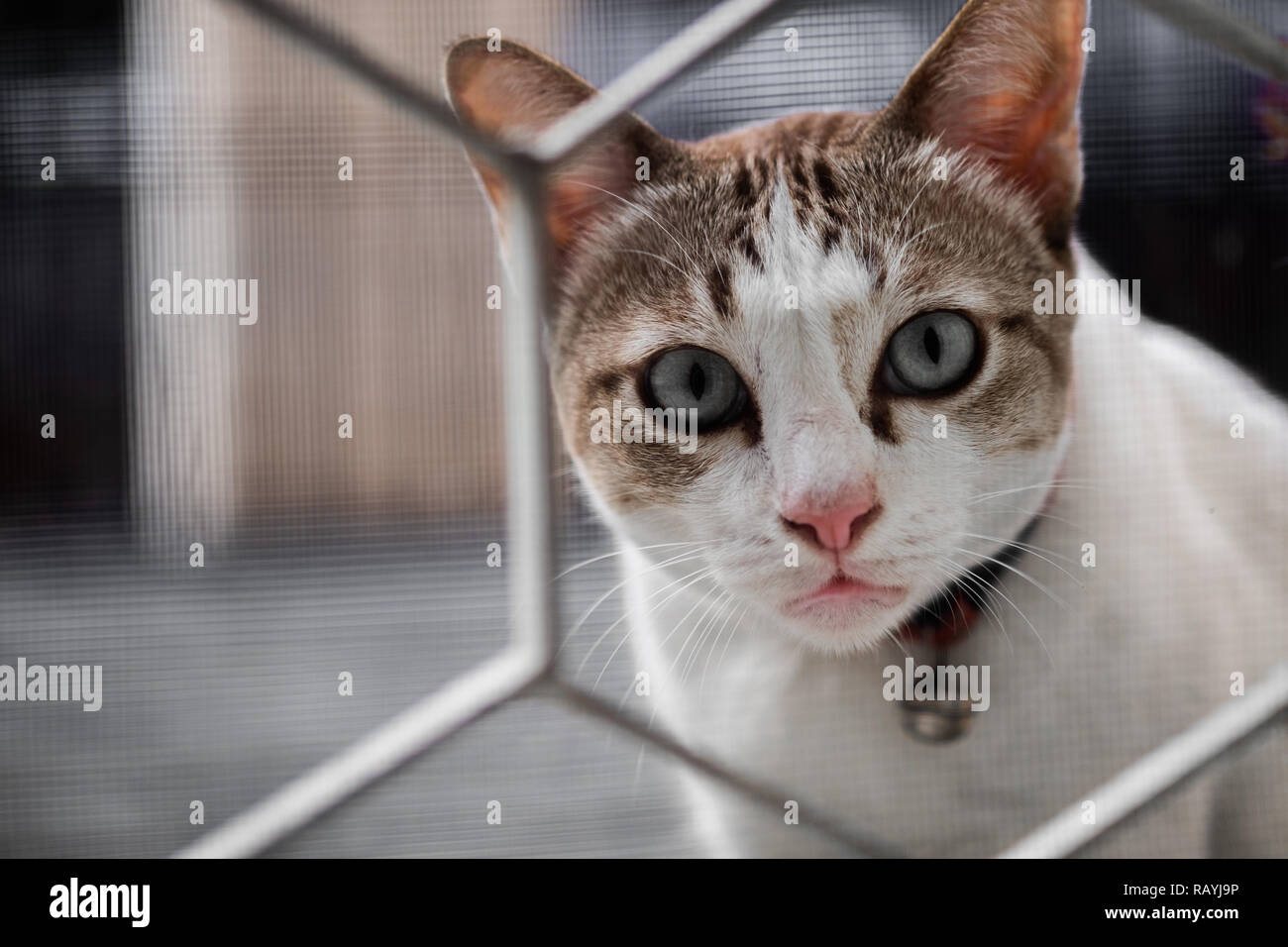 Un simpatico gatto guardato con sospetto e guardando attraverso la recinzione della casa, il fuoco selettivo. Foto Stock