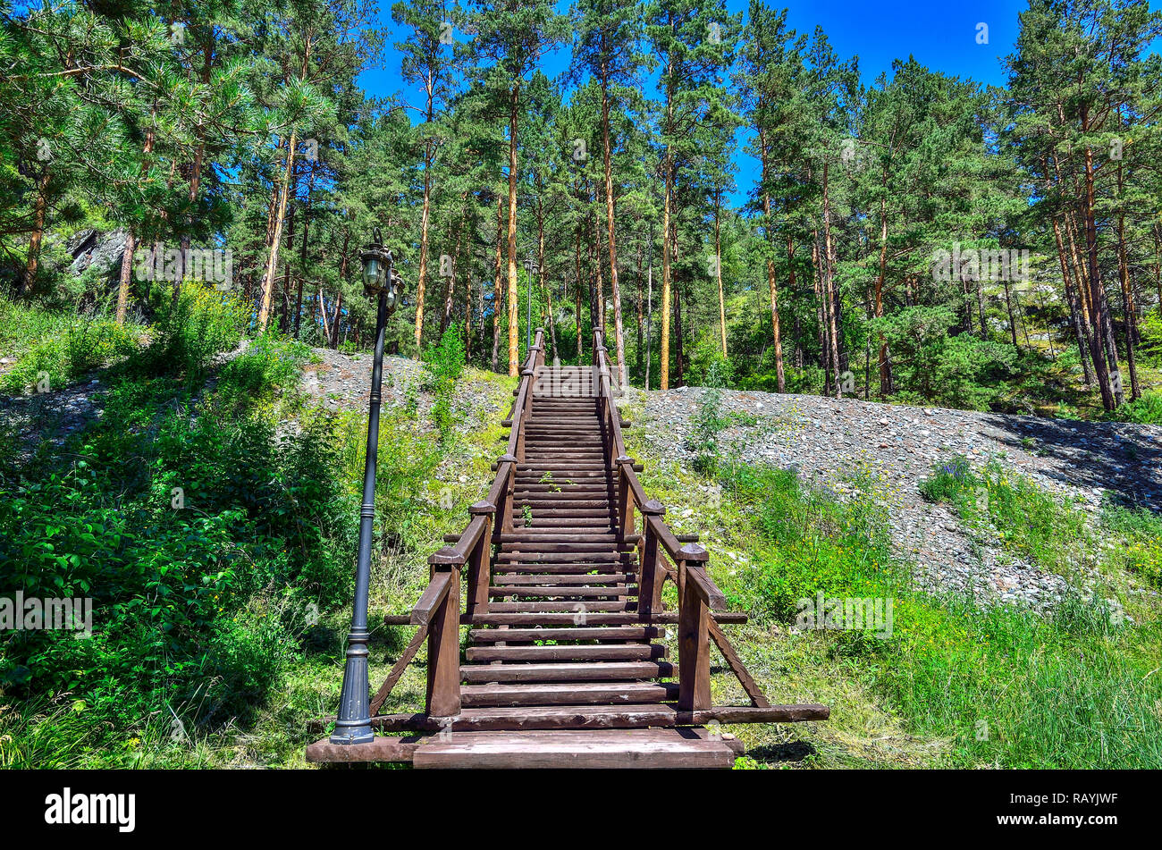 Sentiero della salute con scala in legno che conduce al colle. Сlean aria salubre del boschetto di pini saturata con ozono. Foresta di alberi di pino in Altai mount Foto Stock