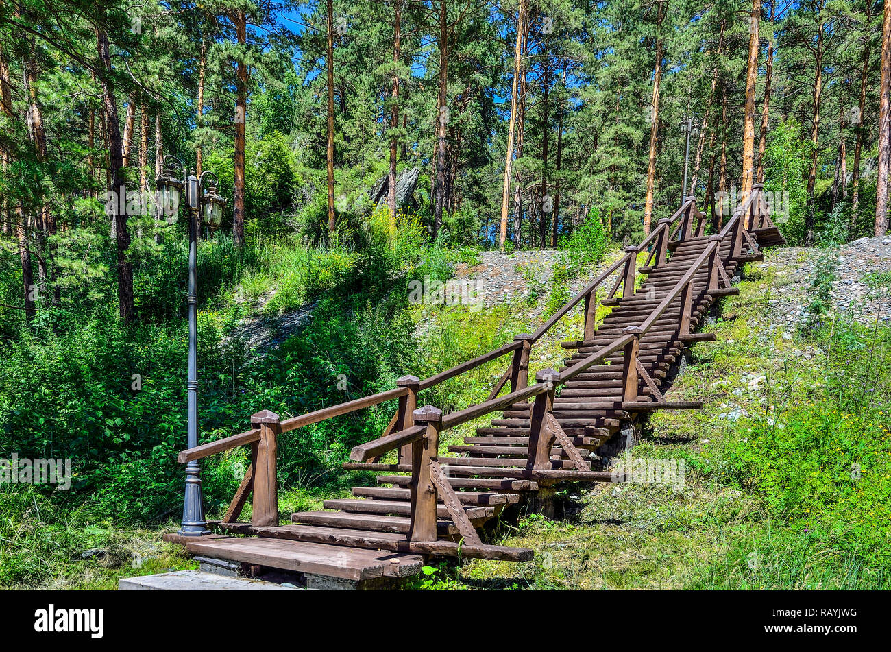Sentiero della salute con scala in legno che conduce al colle. Сlean aria salubre del boschetto di pini saturata con ozono. Foresta di alberi di pino in Altai mount Foto Stock