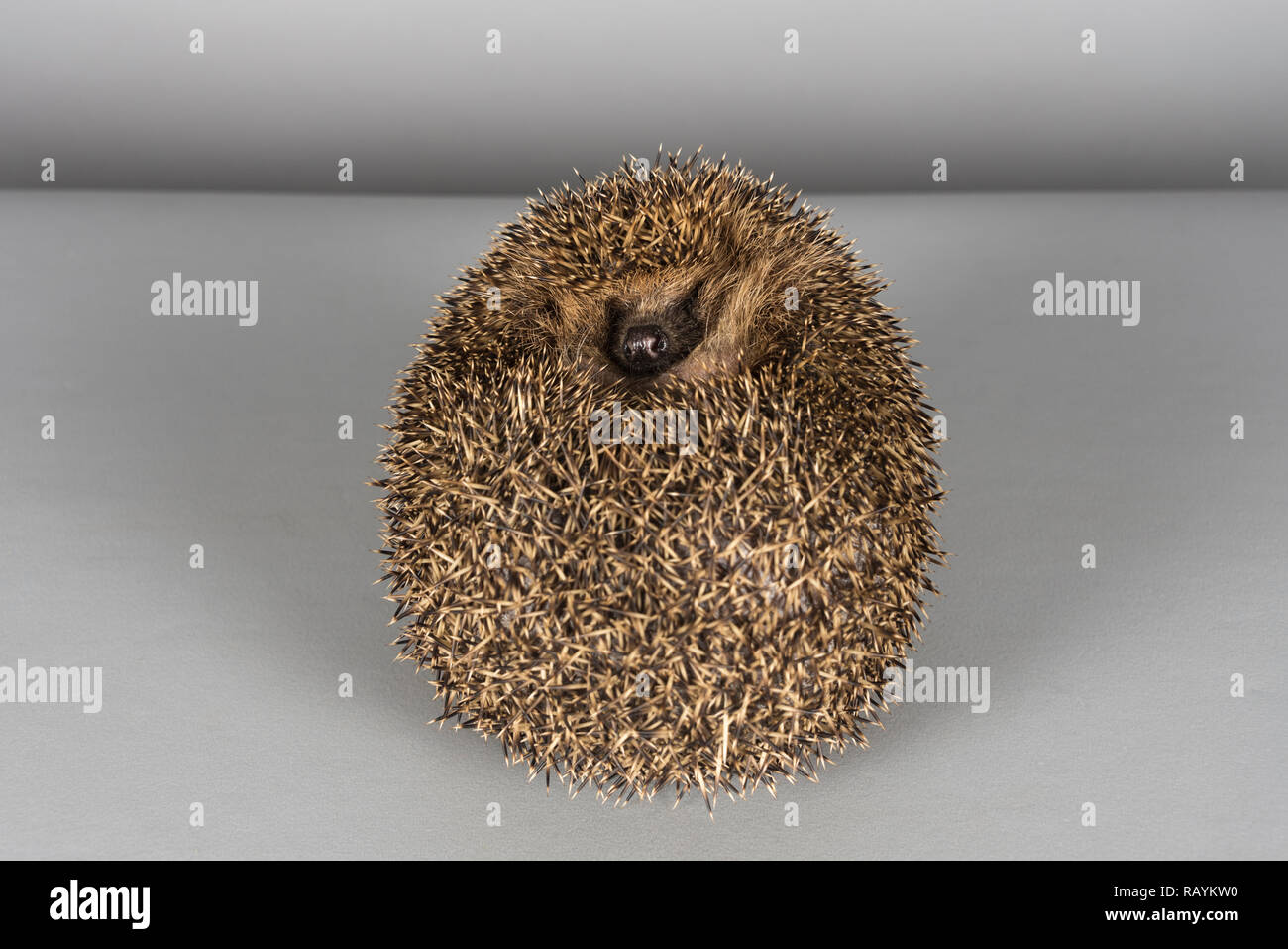 Hedgehog, Regno Unito. Foto Stock