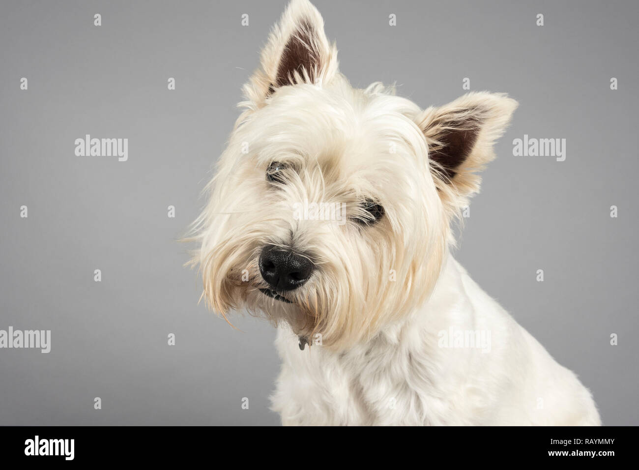 Weste Dog, 3.5 anni, maschio, UK. Foto Stock