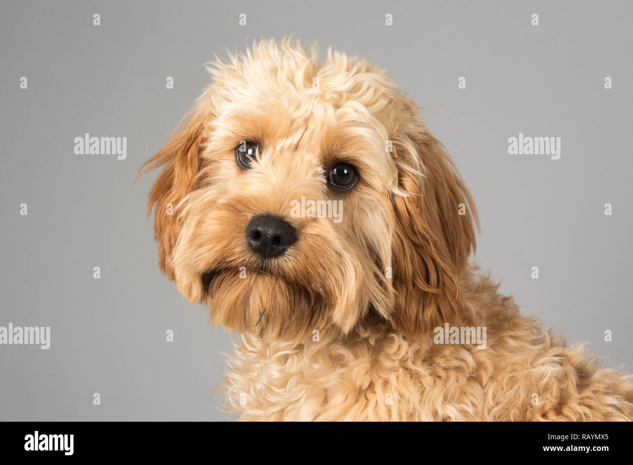 Ritratto di un cane da compagnia nel Regno Unito Foto Stock